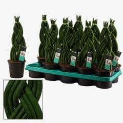 Örgü Model Sansevieria Velvet Touchz İthal - Paşa Kılıcı