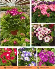Cineraria (Sineralya) Çiçeği  Q13 Saksıda beyaz ebruli