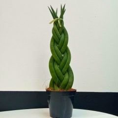 Örgü Model Sansevieria Velvet Touchz İthal - Paşa Kılıcı