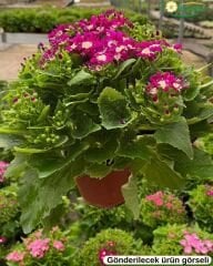 Cineraria (Sineralya) Çiçeği  Q13 Saksıda