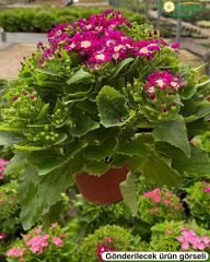 Cineraria (Sineralya) Çiçeği  Q13 Saksıda beyaz ebruli
