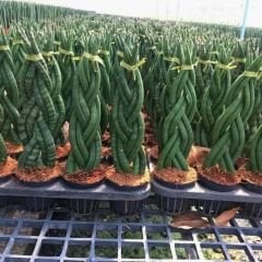 Örgü Model Sansevieria Velvet Touchz İthal - Paşa Kılıcı