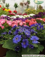 Cineraria (Sineralya) Çiçeği  Q13 Saksıda beyaz ebruli