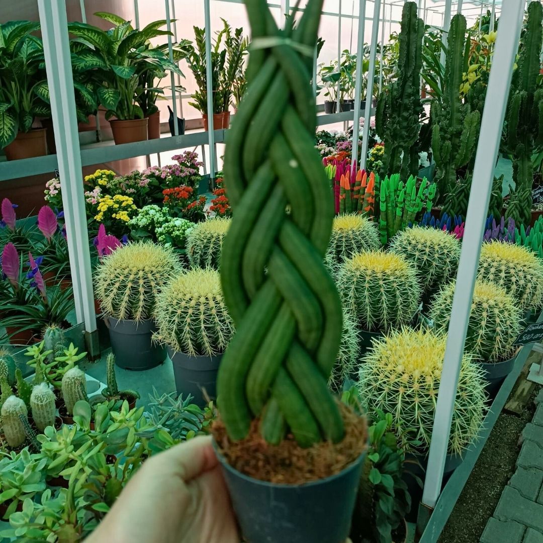 Örgü Model Sansevieria Velvet Touchz İthal - Paşa Kılıcı