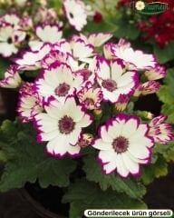 Cineraria (Sineralya) Çiçeği  Q13 Saksıda beyaz ebruli