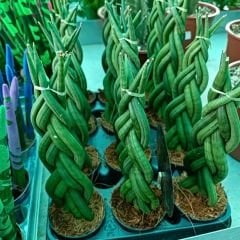 Örgü Model Sansevieria Velvet Touchz İthal - Paşa Kılıcı