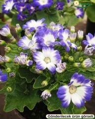 Cineraria (Sineralya) Çiçeği  Q13 Saksıda