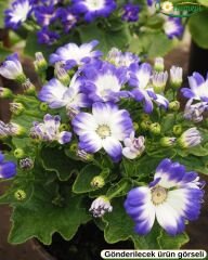 Cineraria (Sineralya) Çiçeği  Q13 Saksıda beyaz ebruli