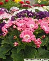 Cineraria (Sineralya) Çiçeği  Q13 Saksıda beyaz ebruli