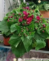 Cineraria (Sineralya) Çiçeği  Q13 Saksıda