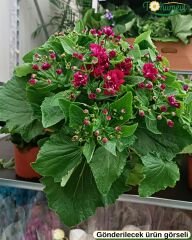 Cineraria (Sineralya) Çiçeği  Q13 Saksıda beyaz ebruli