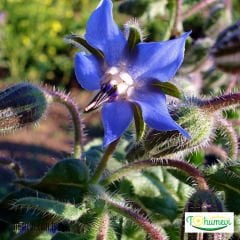 Hodan Otu Tohumu – Borage