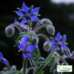 Hodan Otu Tohumu – Borage