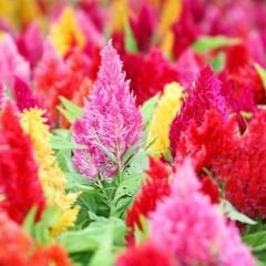 Horoz İbiği Çiçeği Püskül Tohumu – Celosia plumosa Glorious Mix
