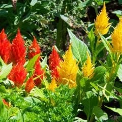 Horoz İbiği Çiçeği Püskül Tohumu – Celosia plumosa Glorious Mix