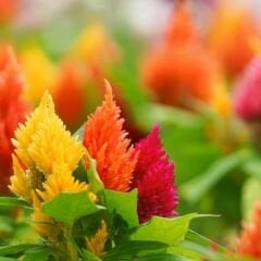 Horoz İbiği Çiçeği Püskül Tohumu – Celosia plumosa Glorious Mix