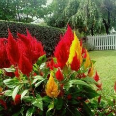 Horoz İbiği Çiçeği Püskül Tohumu – Celosia plumosa Glorious Mix