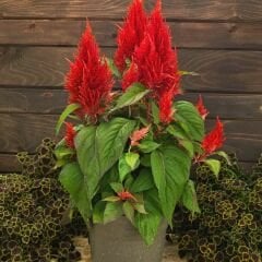 Horoz İbiği Çiçeği Püskül Tohumu – Celosia plumosa Glorious Mix