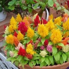 Horoz İbiği Çiçeği Püskül Tohumu – Celosia plumosa Glorious Mix