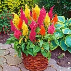 Horoz İbiği Çiçeği Püskül Tohumu – Celosia plumosa Glorious Mix