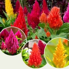 Horoz İbiği Çiçeği Püskül Tohumu – Celosia plumosa Glorious Mix