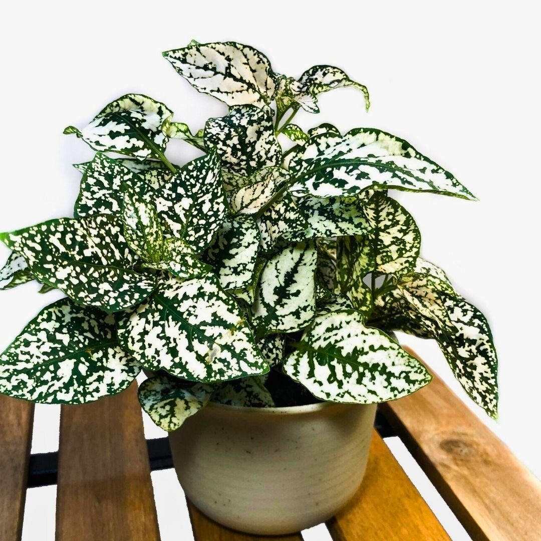 Hostes Çiçeği Fidesi Yeşil - Hypoestes phyllostachya