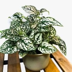 Hostes Çiçeği Fidesi Yeşil - Hypoestes phyllostachya