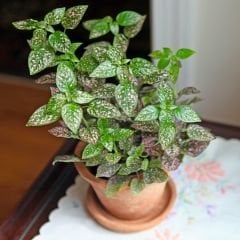 Hostes Çiçeği Fidesi Yeşil - Hypoestes phyllostachya