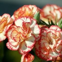 Karanfil Tohumu – Dainthus Caryophyllus Katmerli Kokulu