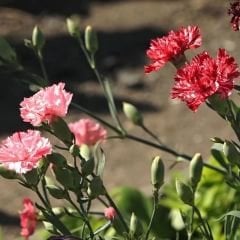 Karanfil Tohumu – Dainthus Caryophyllus Katmerli Kokulu