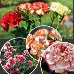 Karanfil Tohumu – Dainthus Caryophyllus Katmerli Kokulu