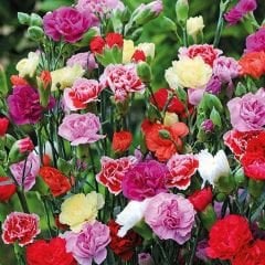 Karanfil Tohumu – Dainthus Caryophyllus Katmerli Kokulu