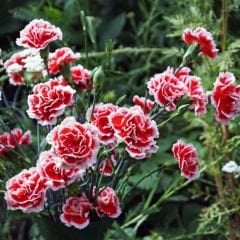 Karanfil Tohumu – Dainthus Caryophyllus Katmerli Kokulu