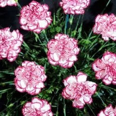 Karanfil Tohumu – Dainthus Caryophyllus Katmerli Kokulu