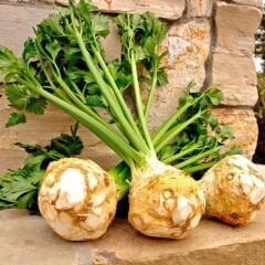 Kök Kereviz Tohumu -  Apium Graveolens  – Geleneksel