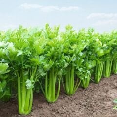 ﻿Kök Kereviz Tohumu -  Apium Graveolens  – Geleneksel