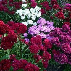 Hüsnü Yusuf Çiçeği Tohumu – Dianthus Barbatus
