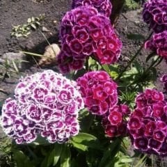 Hüsnü Yusuf Çiçeği Tohumu – Dianthus Barbatus