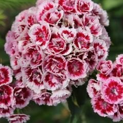 Hüsnü Yusuf Çiçeği Tohumu – Dianthus Barbatus