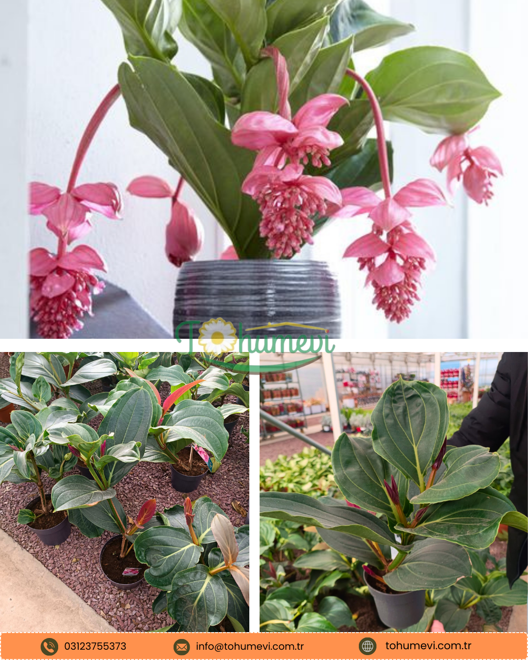 Medinilla magnifica ‘Flamenco’ Medine Gülü Q17 saksıda