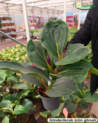 Medinilla magnifica ‘Flamenco’ Medine Gülü Q17 saksıda