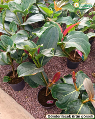 Medinilla magnifica ‘Flamenco’ Medine Gülü Q17 saksıda