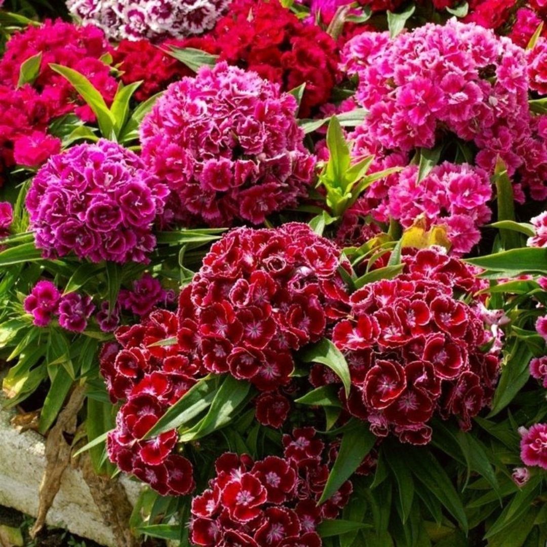 Hüsnü Yusuf Çiçeği Tohumu – Dianthus Barbatus