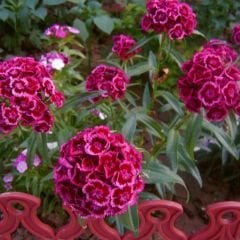 Hüsnü Yusuf Çiçeği Tohumu – Dianthus Barbatus