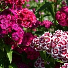 Hüsnü Yusuf Çiçeği Tohumu – Dianthus Barbatus