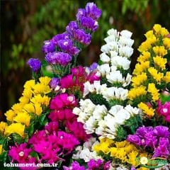 Deniz Lavantası Tohumu - Limonium ( Limonyum ) Çiçeği Karışık Renk