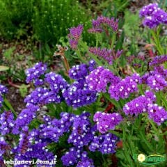Deniz Lavantası Tohumu - Limonium ( Limonyum ) Çiçeği Karışık Renk