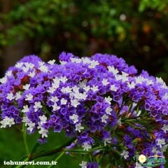 Deniz Lavantası Tohumu - Limonium ( Limonyum ) Çiçeği Karışık Renk