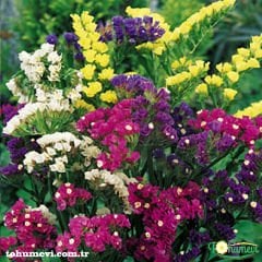 Deniz Lavantası Tohumu - Limonium ( Limonyum ) Çiçeği Karışık Renk