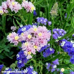 Deniz Lavantası Tohumu - Limonium ( Limonyum ) Çiçeği Karışık Renk